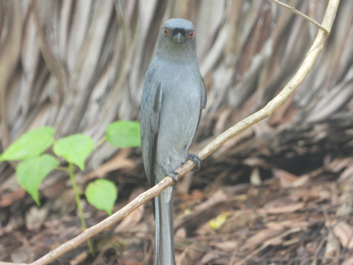 Dicrurus leucophaeus observed 2025-11-11