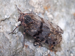 Tachycixius pilosus