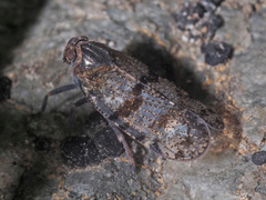 Tachycixius pilosus