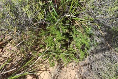 Muraltia angustiflora
