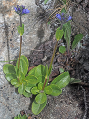 Veronica bellidioides