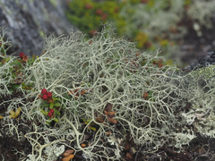 Alectoria ochroleuca