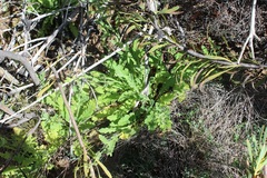 Senecio erosus