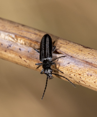 Ischnomera sublineata
