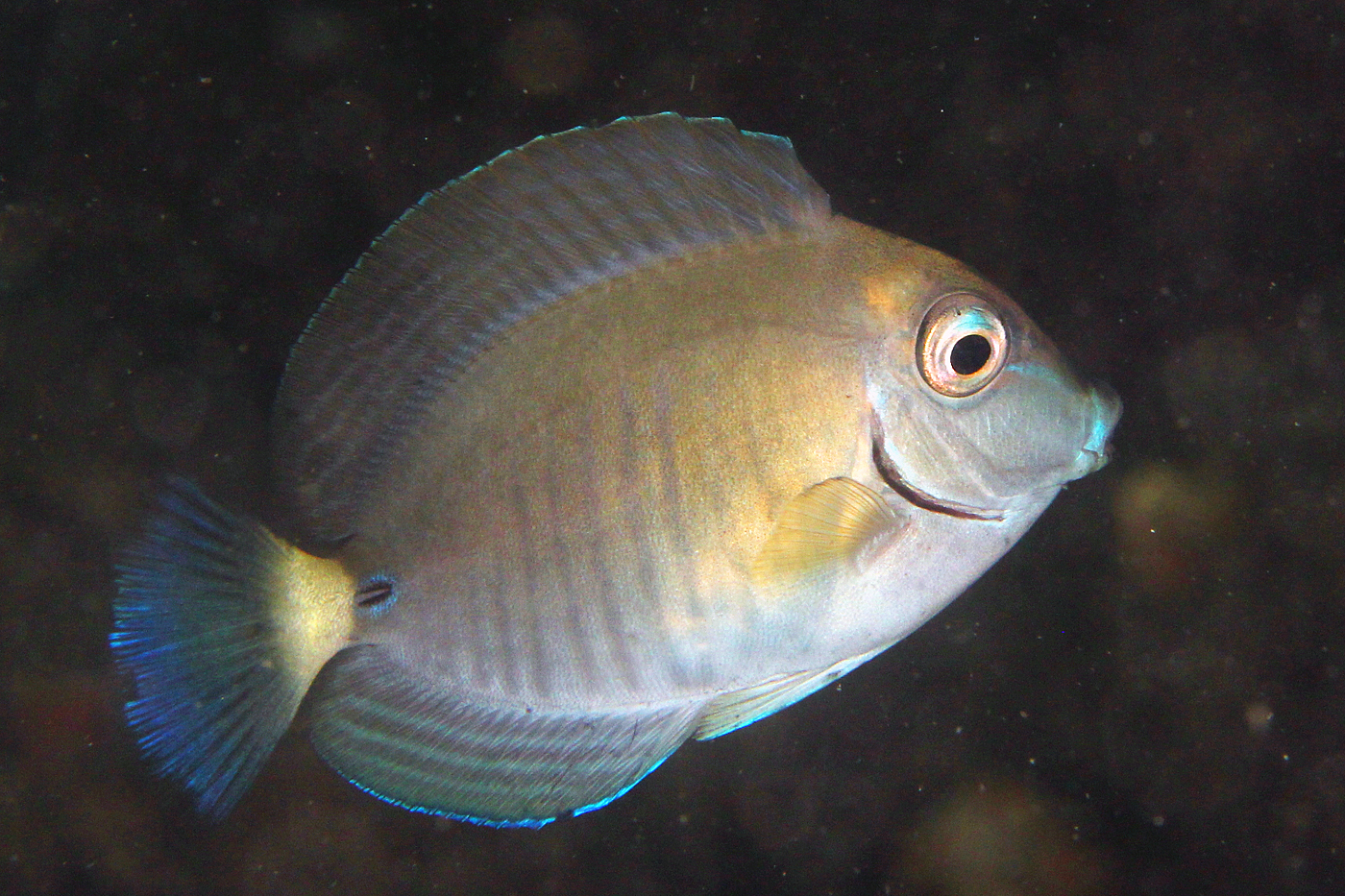 Doctorfish tang - Wikipedia