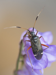 Closterotomus biclavatus