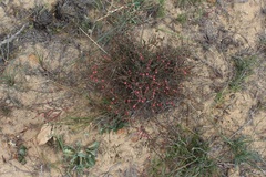 Lachnaea gracilis