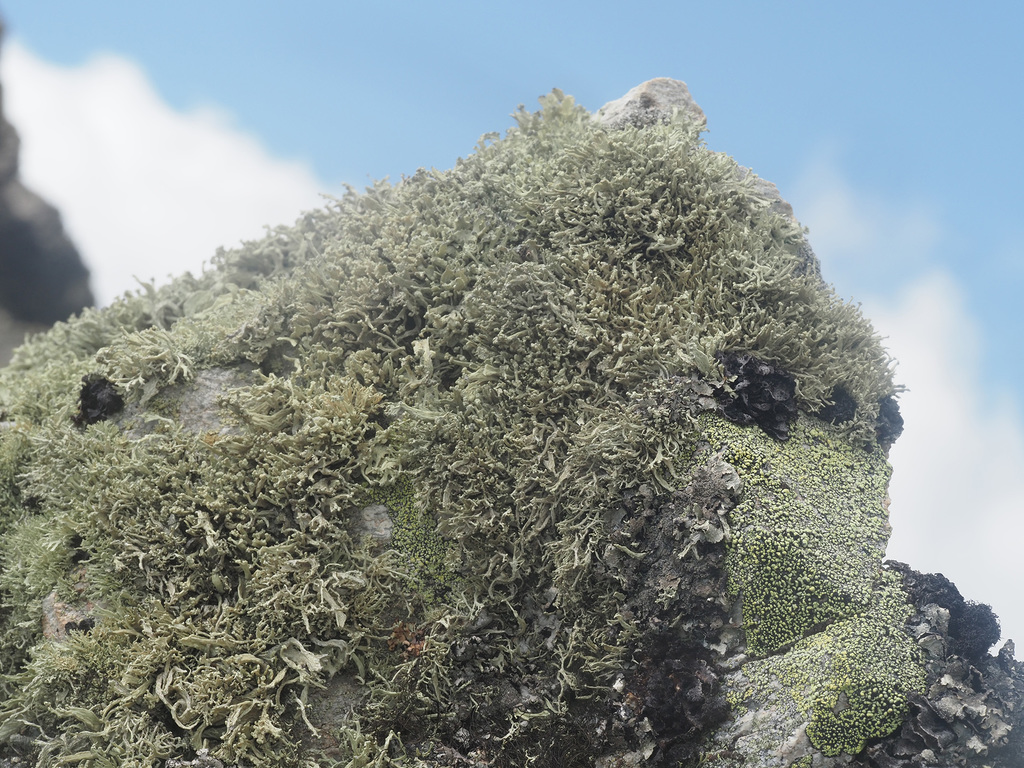Ramalina capitata