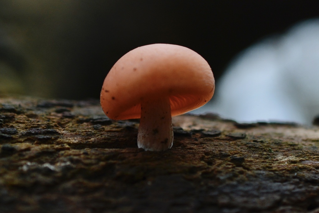 Rhodotus palmatus · November 2025 · photo: © cryptomarasmius (iNaturalist, cc-by)