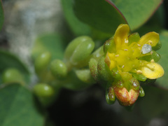 Sedum alpestre