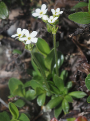 Androsace obtusifolia