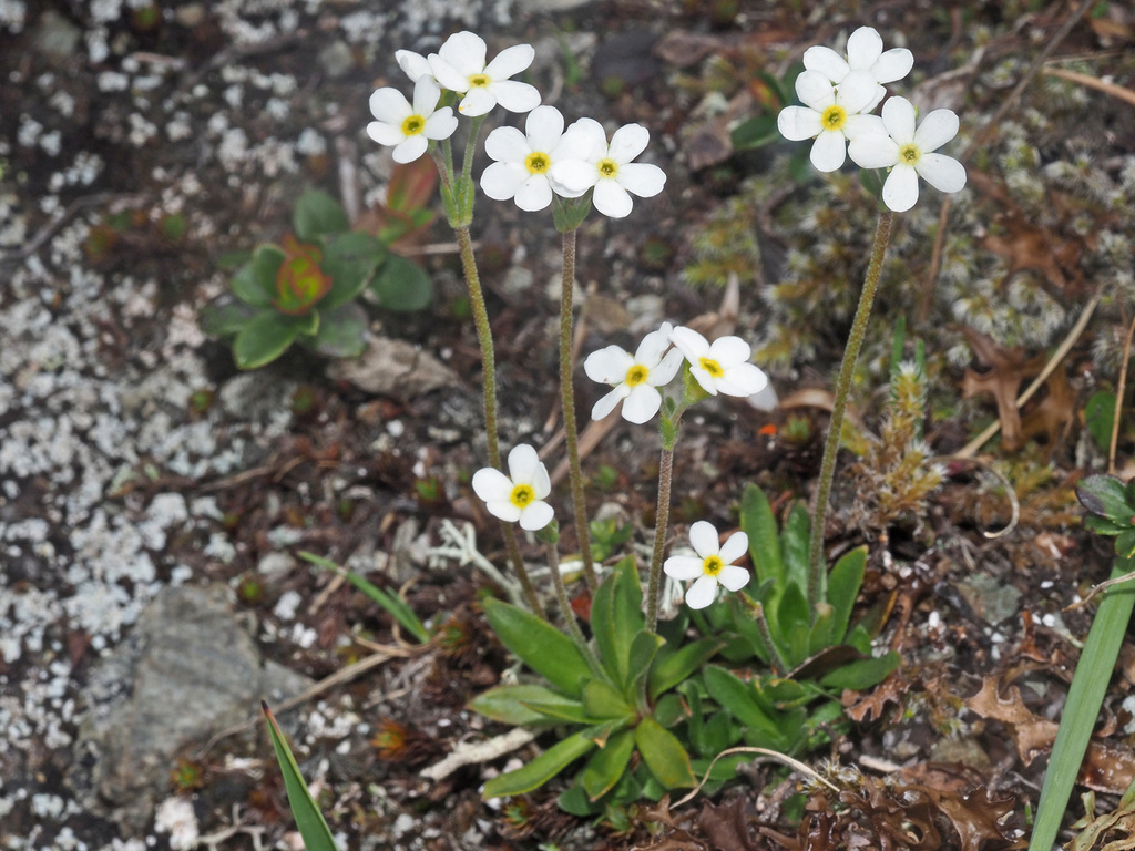 Obtuse-leaved Rock-jasmine