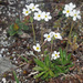Androsace obtusifolia - Photo (c) Felix Riegel, osa oikeuksista pidätetään (CC BY-NC), uploaded by Felix Riegel