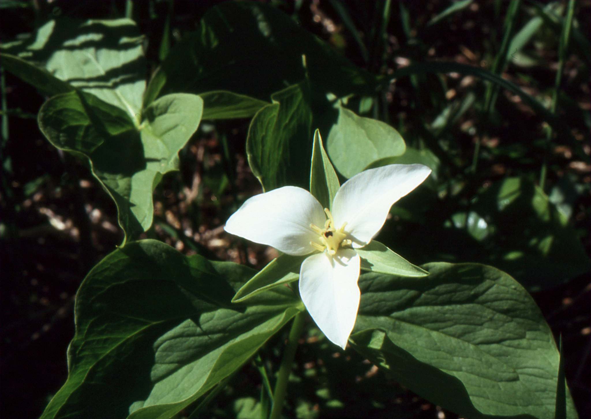 Kamchatka Trillium (Trillium camschatcense)
