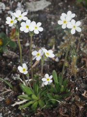 Androsace obtusifolia