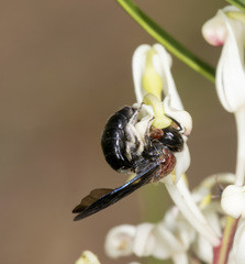 Callomelitta littleri