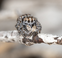 Maratus harrisi