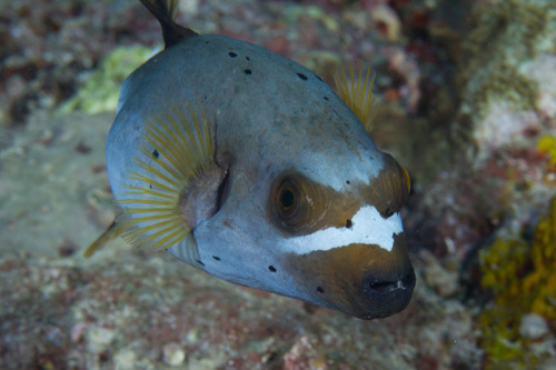 Blackspotted Puffer