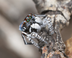 Maratus harrisi