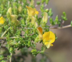 Aspalathus brevicarpa