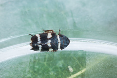 Planaphrodes