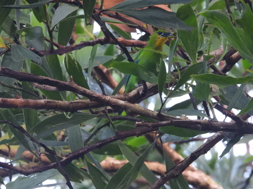 Chloropsis palawanensis observed 2025-11-12