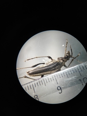 Stenocorus meridianus