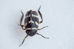 Planaphrodes