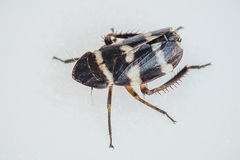 Planaphrodes