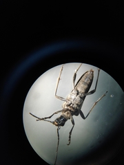 Stenocorus meridianus