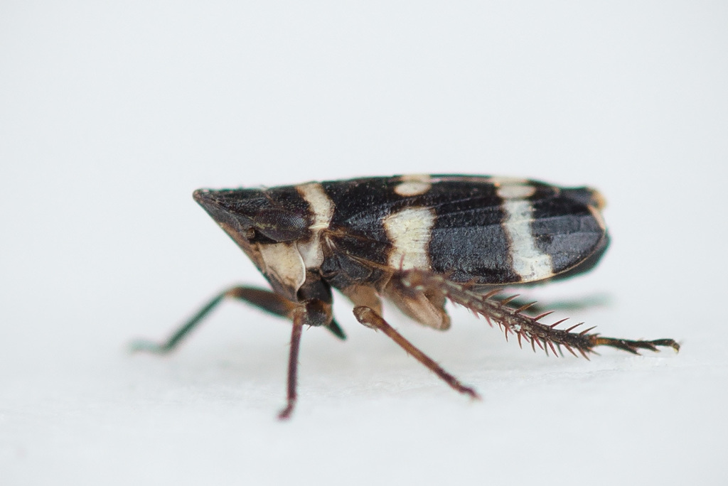 Planaphrodes bifasciata