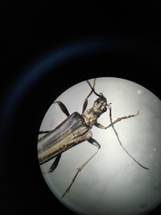 Stenocorus meridianus