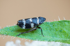 Planaphrodes