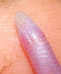 Lang's Worm Lizard photo 2