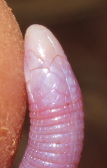 Lang's Worm Lizard photo 4
