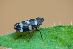 Planaphrodes