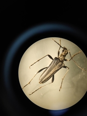 Stenocorus meridianus