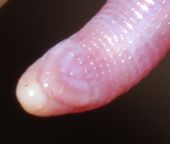 Lang's Worm Lizard photo 3