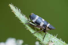 Planaphrodes