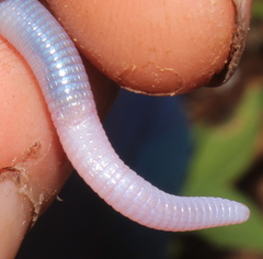 Lang's Worm Lizard photo 5