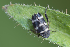 Planaphrodes