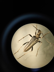 Stenocorus meridianus