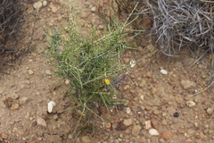 Aspalathus acuminata acuminata