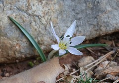 Colchicum hungaricum