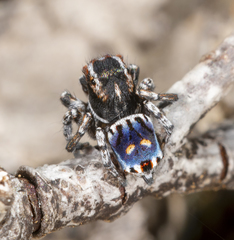 Maratus harrisi