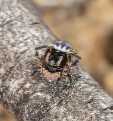 Maratus harrisi