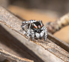Maratus harrisi