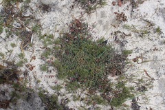 Indigofera sp-aff-humifusa