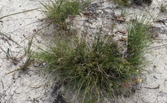 Schoenus pseudoloreus