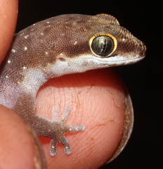 Pachydactylus punctatus